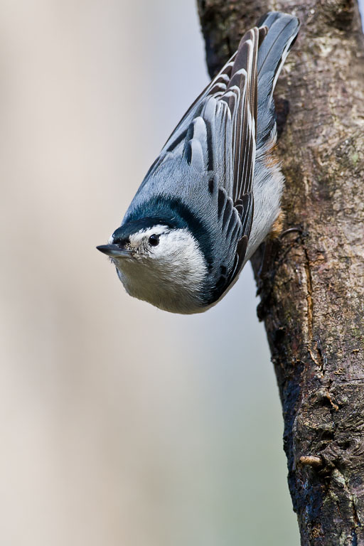 White-breasted Nuthatch (Sitta carolinensis)