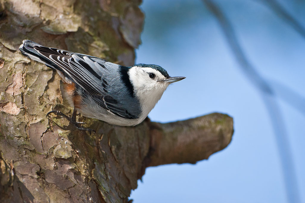 White-breasted Nuthatch (Sitta carolinensis)