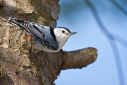 White-breasted Nuthatch (Sitta carolinensis)