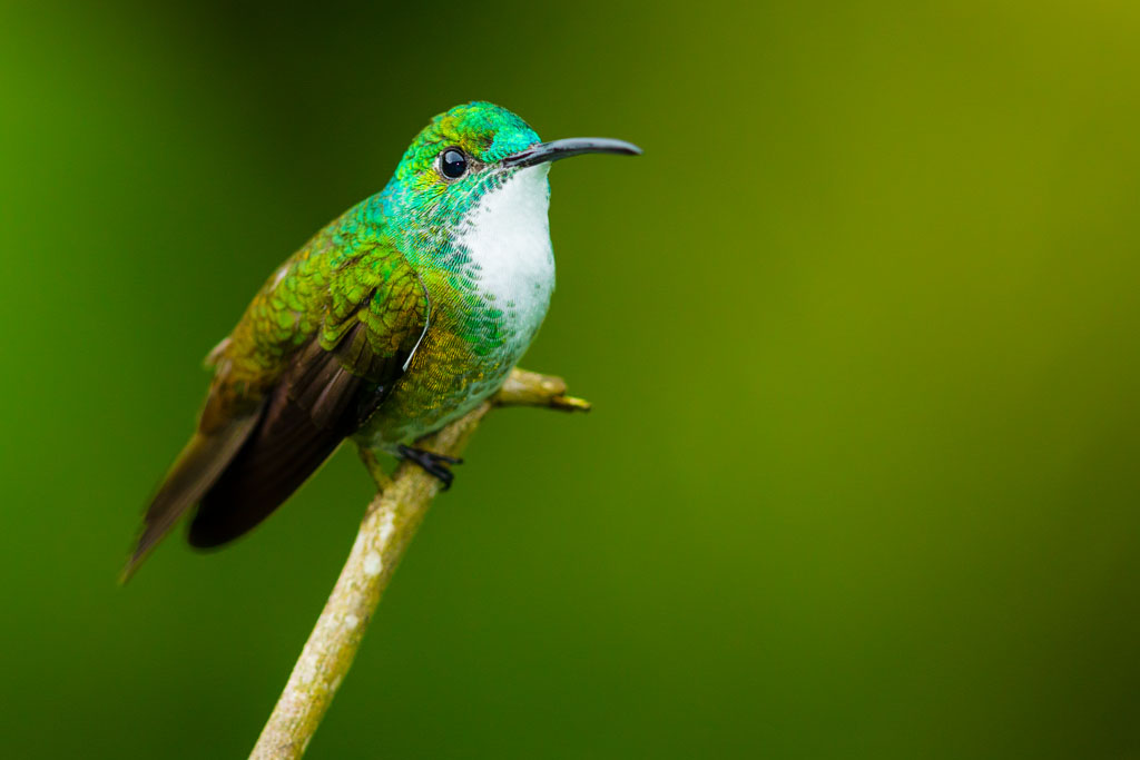 White-chested Emerald (Amazilia brevirostris)