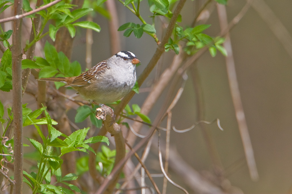 White-crowned Sparrow (Zonotrichia leucophrys)