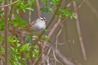 White-crowned Sparrow (Zonotrichia leucophrys)