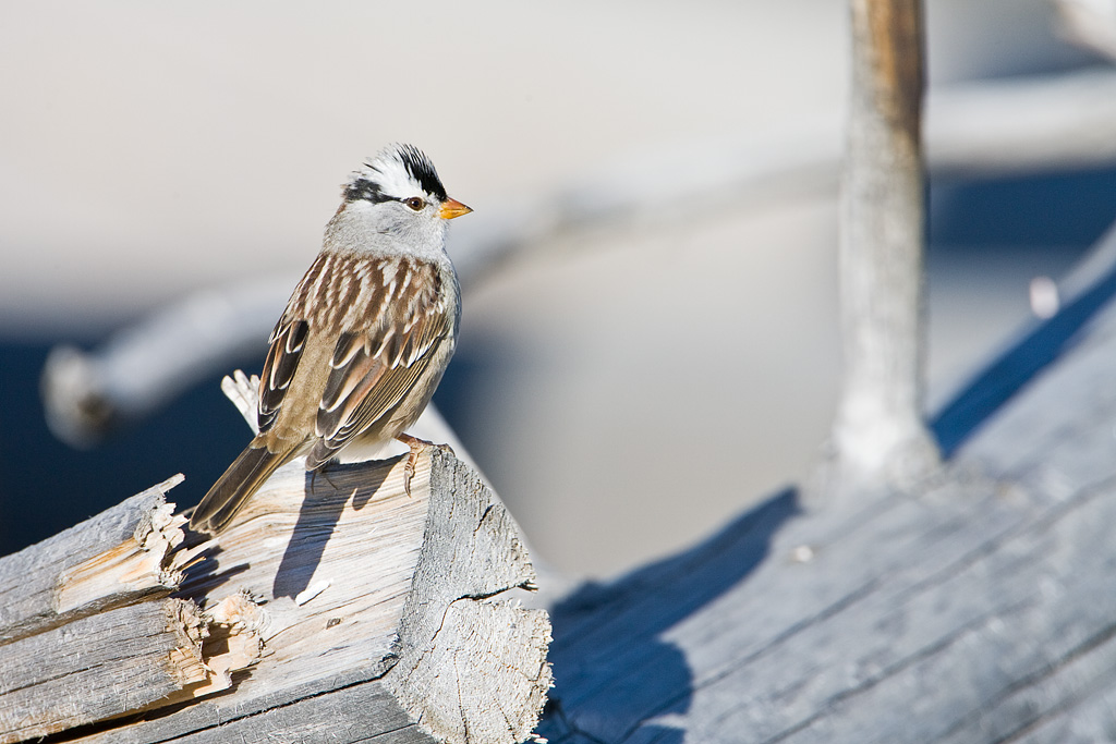 White-crowned Sparrow (Zonotrichia leucophrys)