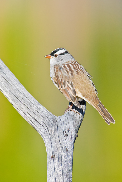 White-crowned Sparrow (Zonotrichia leucophrys)