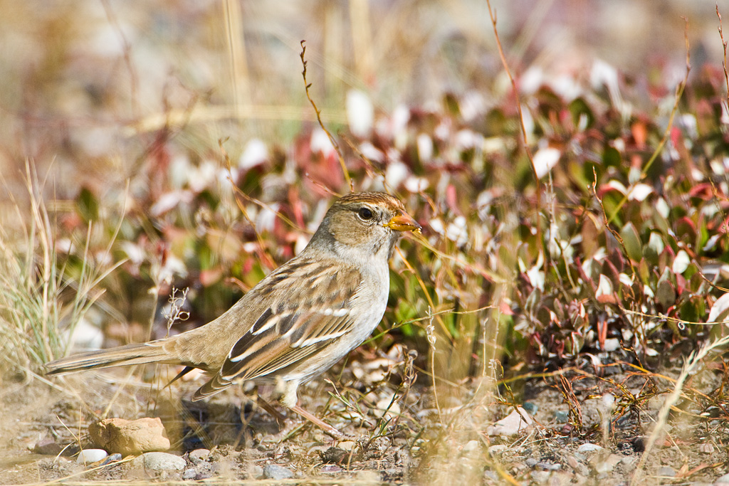 White-crowned Sparrow (Zonotrichia leucophrys)