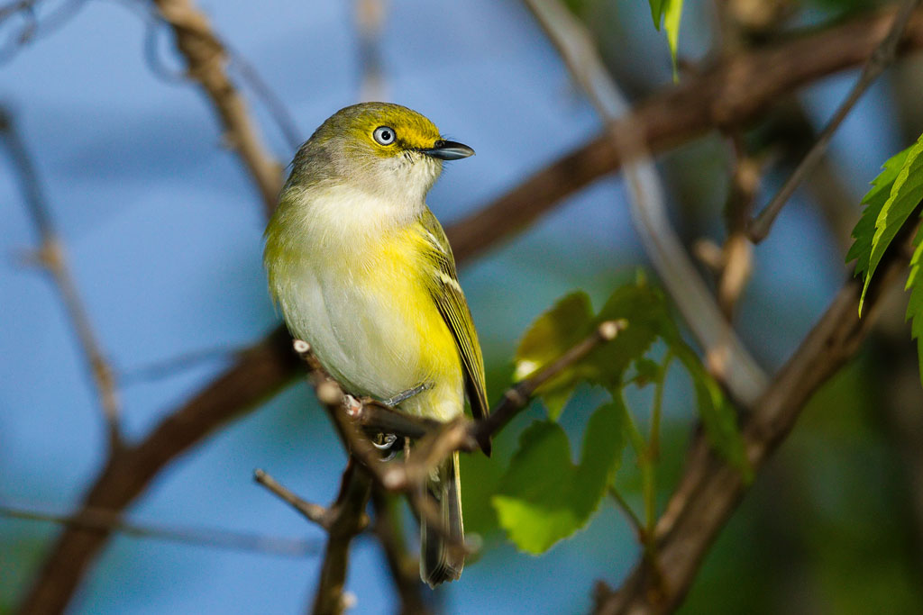 White-eyed Vireo (Vireo griseus)