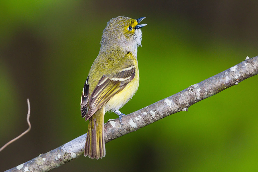 White-eyed Vireo (Vireo griseus)