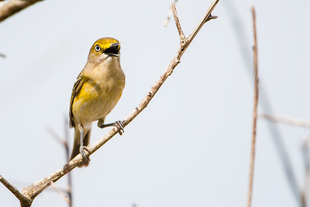 White-eyed Vireo (Vireo griseus)