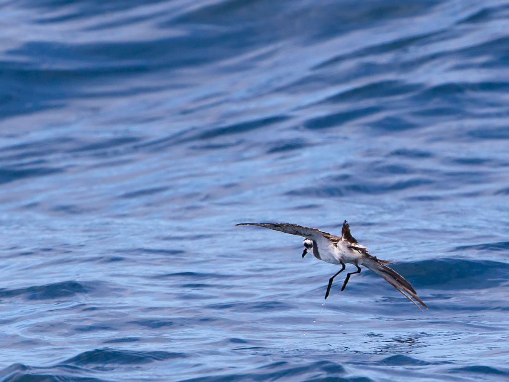 White-faced Storm-Petrel (Pelagodroma marina)