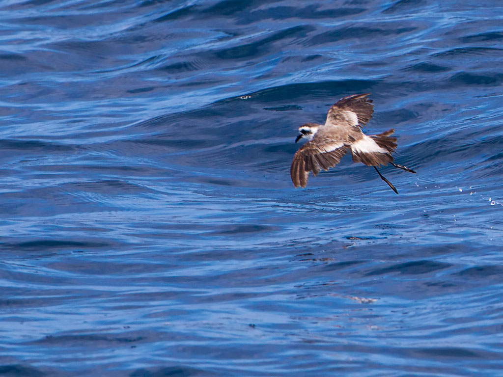 White-faced Storm-Petrel (Pelagodroma marina)