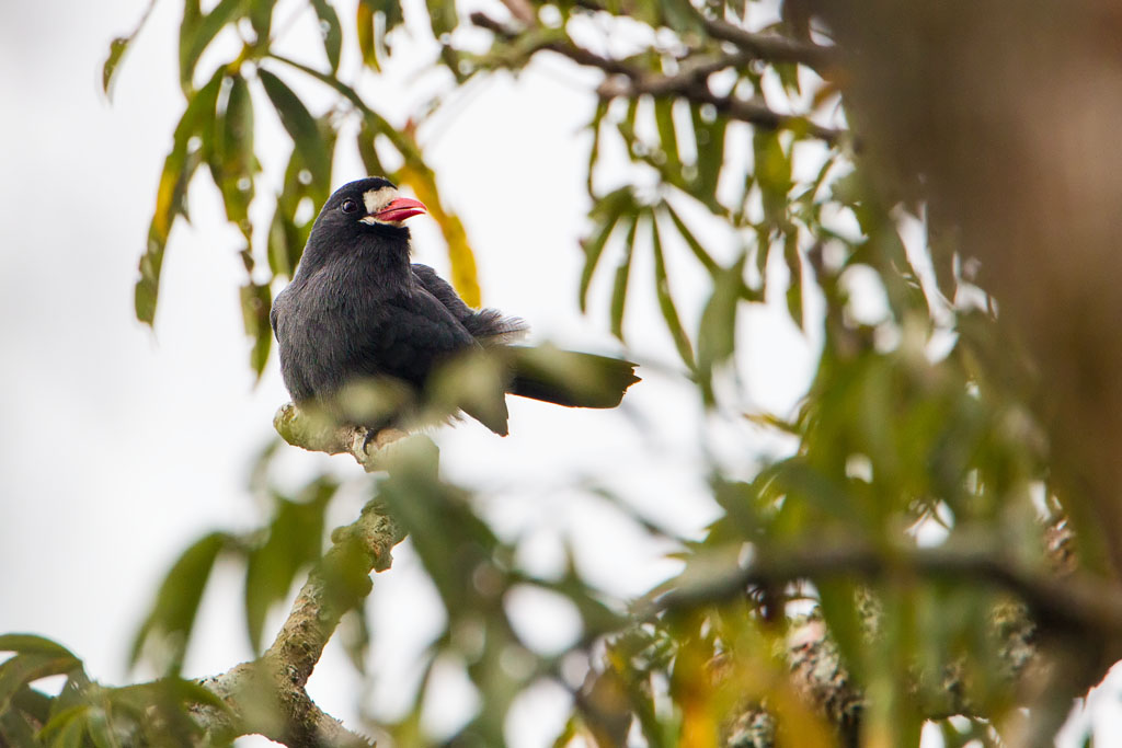 White-fronted Nunbird (Monasa morphoeus)