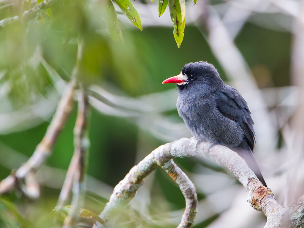 White-fronted Nunbird (Monasa morphoeus)