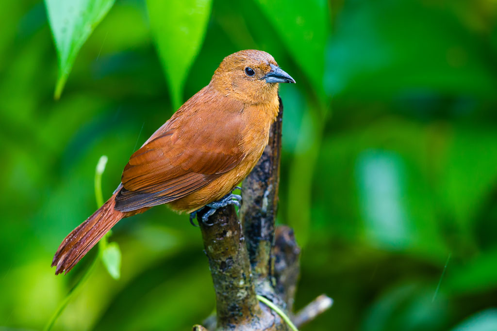 White-lined Tanager (Tachyphonus rufus)