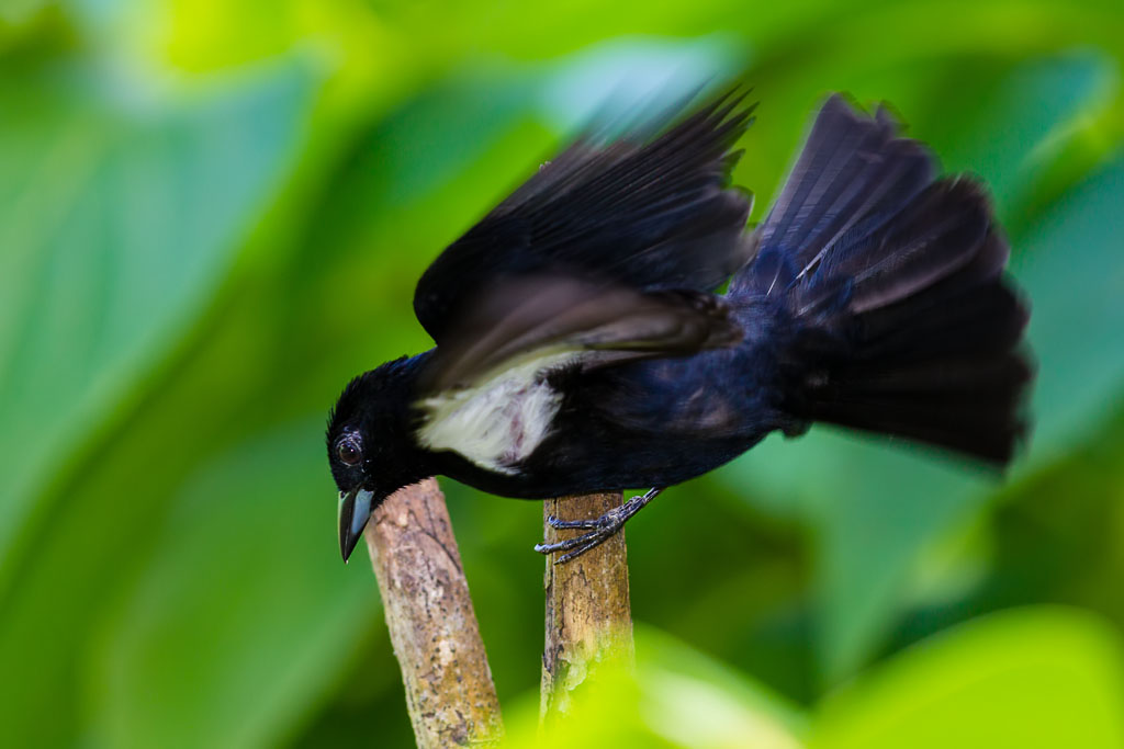 White-lined Tanager (Tachyphonus rufus)