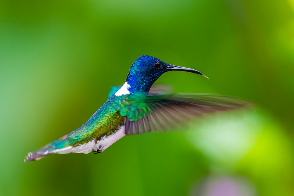 White-necked Jacobin (Florisuga mellivora mellivora)