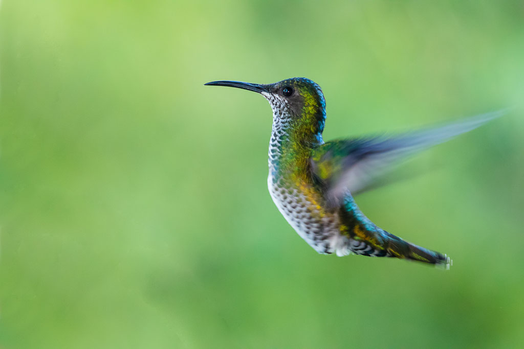 White-necked Jacobin, f. (Florisuga mellivora)