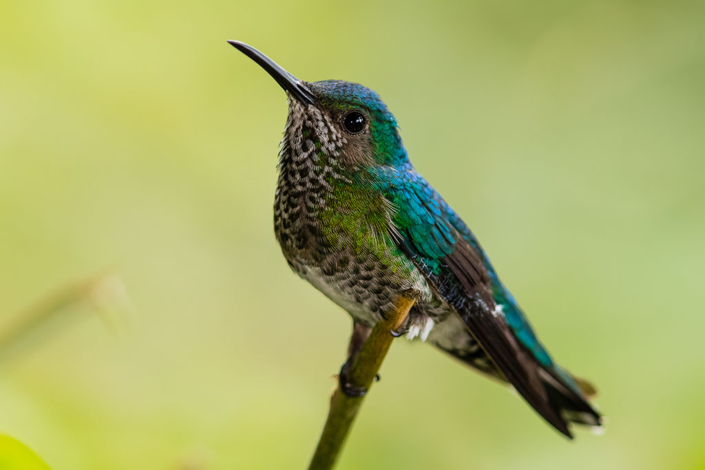 White-necked Jacobin, f. (Florisuga mellivora)