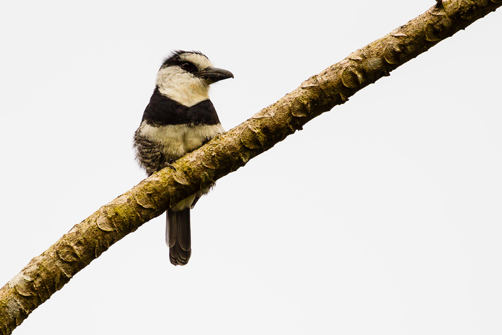 White-necked Puffbird (Notharchus pectoralis)