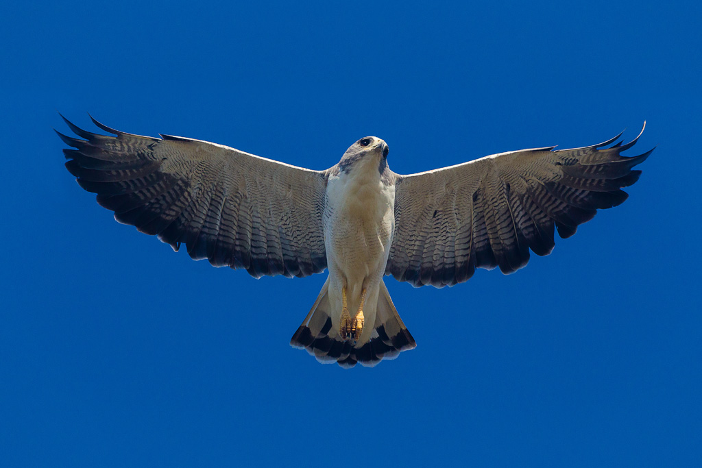 White-tailed Hawk (Geranoaetus albicaudatus)