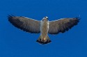 White-tailed Hawk (Geranoaetus albicaudatus)