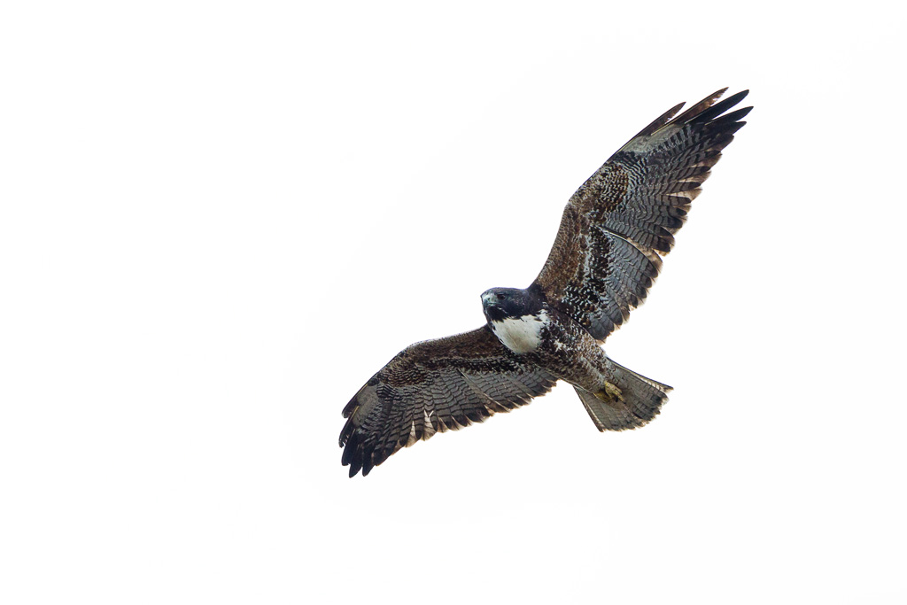 White-tailed Hawk (Geranoaetus albicaudatus)