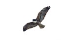 White-tailed Hawk (Geranoaetus albicaudatus)