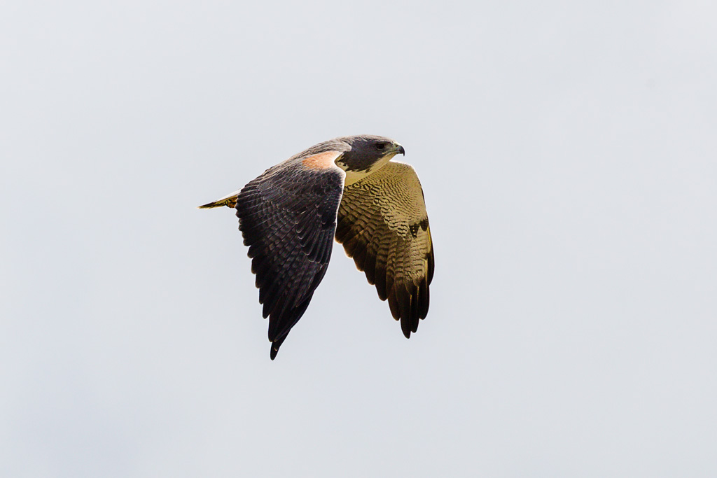 White-tailed Hawk (Geranoaetus albicaudatus)