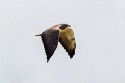 White-tailed Hawk (Geranoaetus albicaudatus)