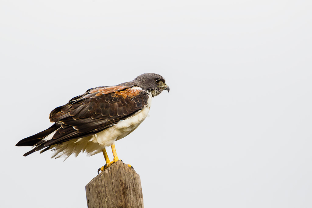 White-tailed Hawk (Geranoaetus albicaudatus)