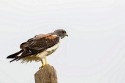 White-tailed Hawk (Geranoaetus albicaudatus)