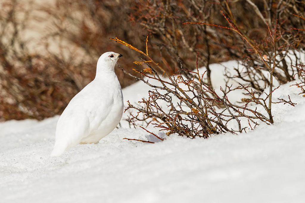 White-tailed Ptarmigan (Lagopus leucura)