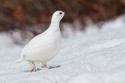 White-tailed Ptarmigan (Lagopus leucura)