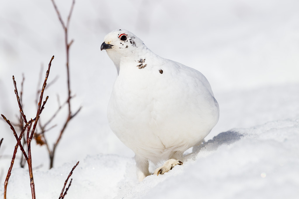 White-tailed Ptarmigan (Lagopus leucura)