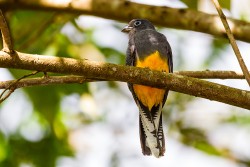 White-tailed Trogon (Trogon viridis), female