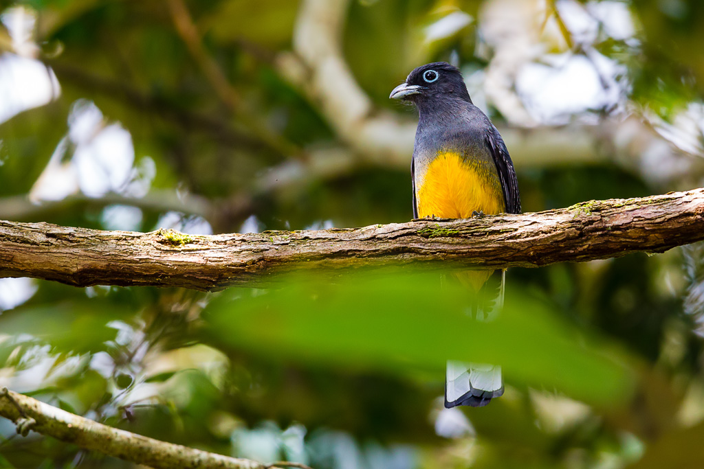 White-tailed Trogon (Trogon viridis), male