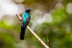 White-tailed Trogon (Trogon viridis)