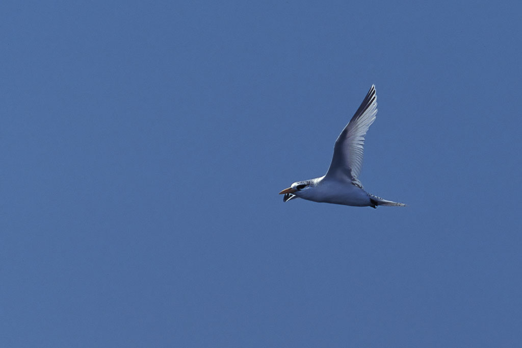 White-tailed Tropicbird (Phaethon lepturus)