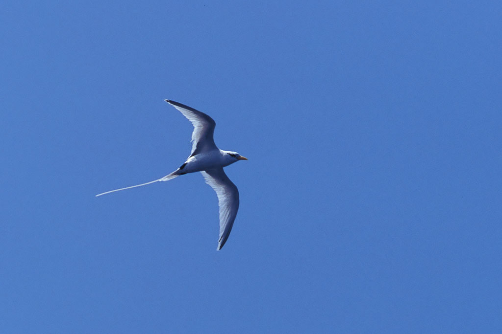 White-tailed Tropicbird (Phaethon lepturus)