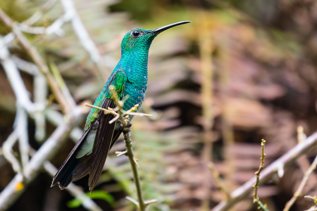 White-vented Plumeleteer (Chalybura buffonii)