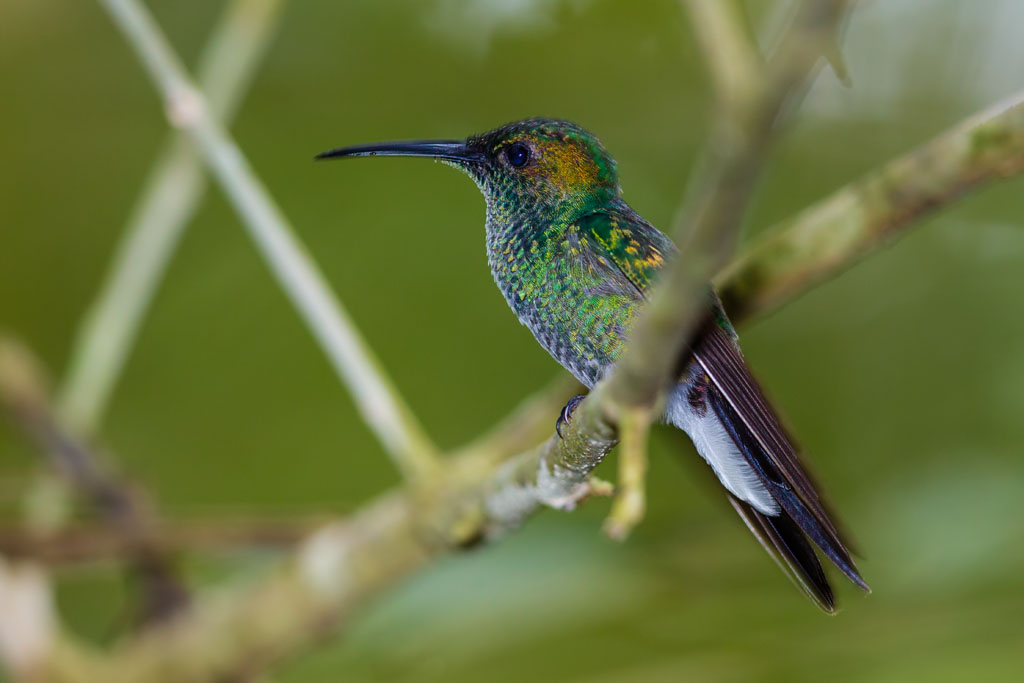 White-vented Plumeleteer (Chalybura buffonii)