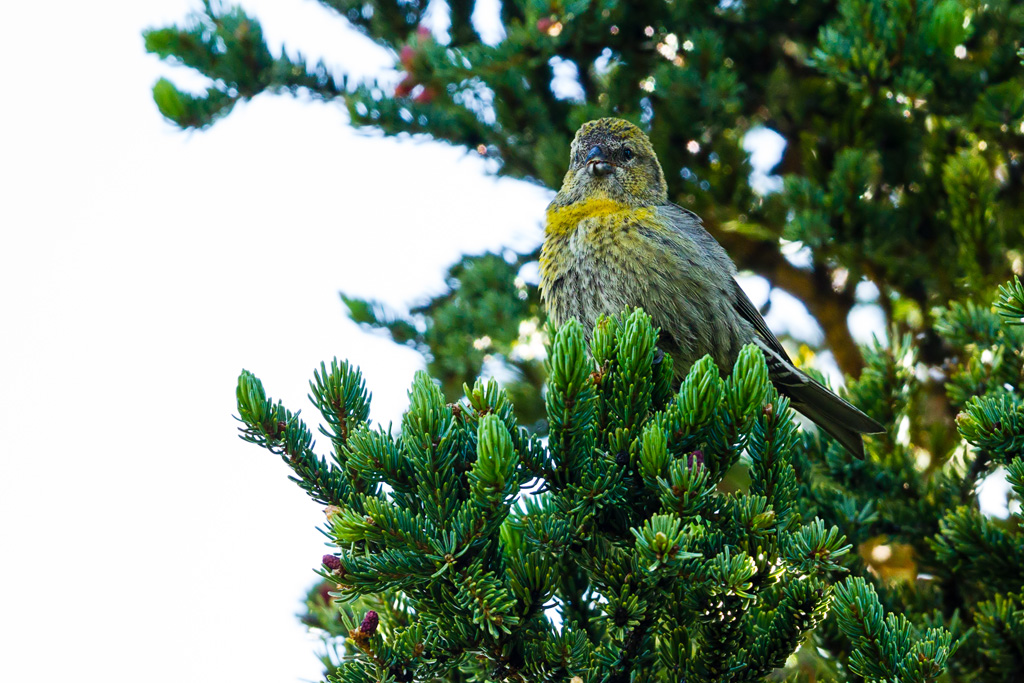 White-winged Crossbill (Loxia leucoptera)