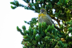 White-winged Crossbill (Loxia leucoptera)