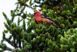 White-winged Crossbill (Loxia leucoptera)