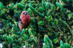 White-winged Crossbill (Loxia leucoptera)