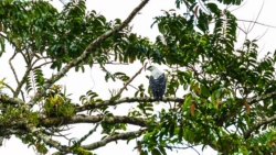 White Hawk (Pseudastur albicollis)