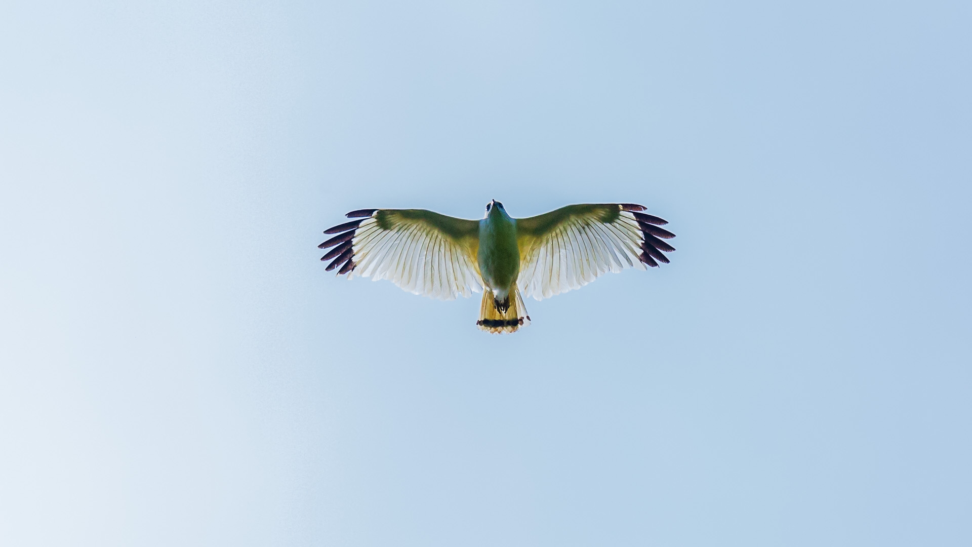 White Hawk (Snowy) (Pseudastur albicollis ghiesbreghti)