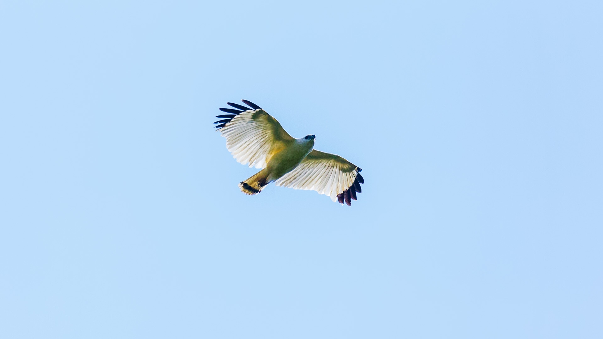 White Hawk (Snowy) (Pseudastur albicollis ghiesbreghti)