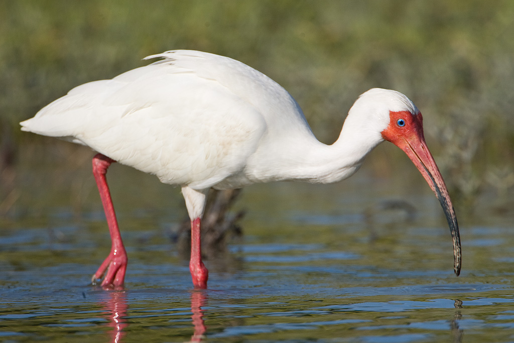 White Ibis (Eudocimus albus)