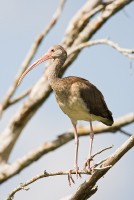 White Ibis (Eudocimus albus)