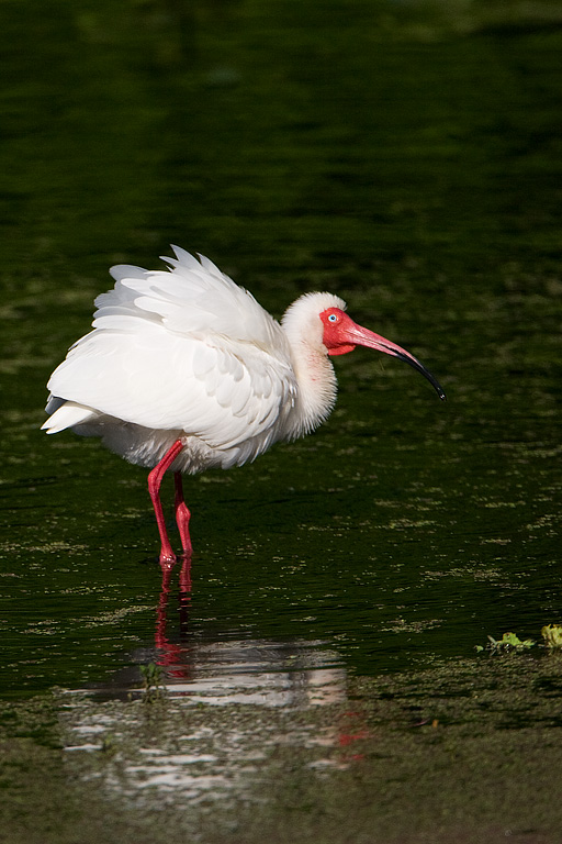 White Ibis (Eudocimus albus)